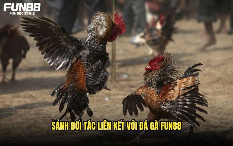 Review những đối tác liên kết với sảnh trên nền tảng