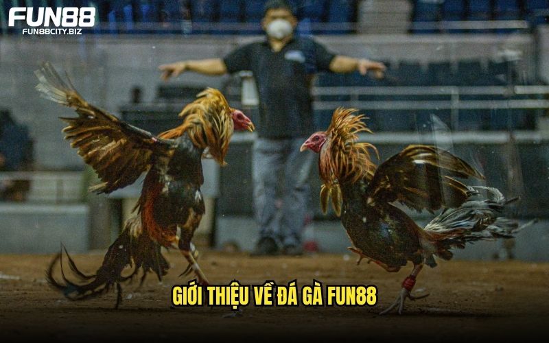 Tổng quan những đặc điểm chung về sảnh đá gà FUN88